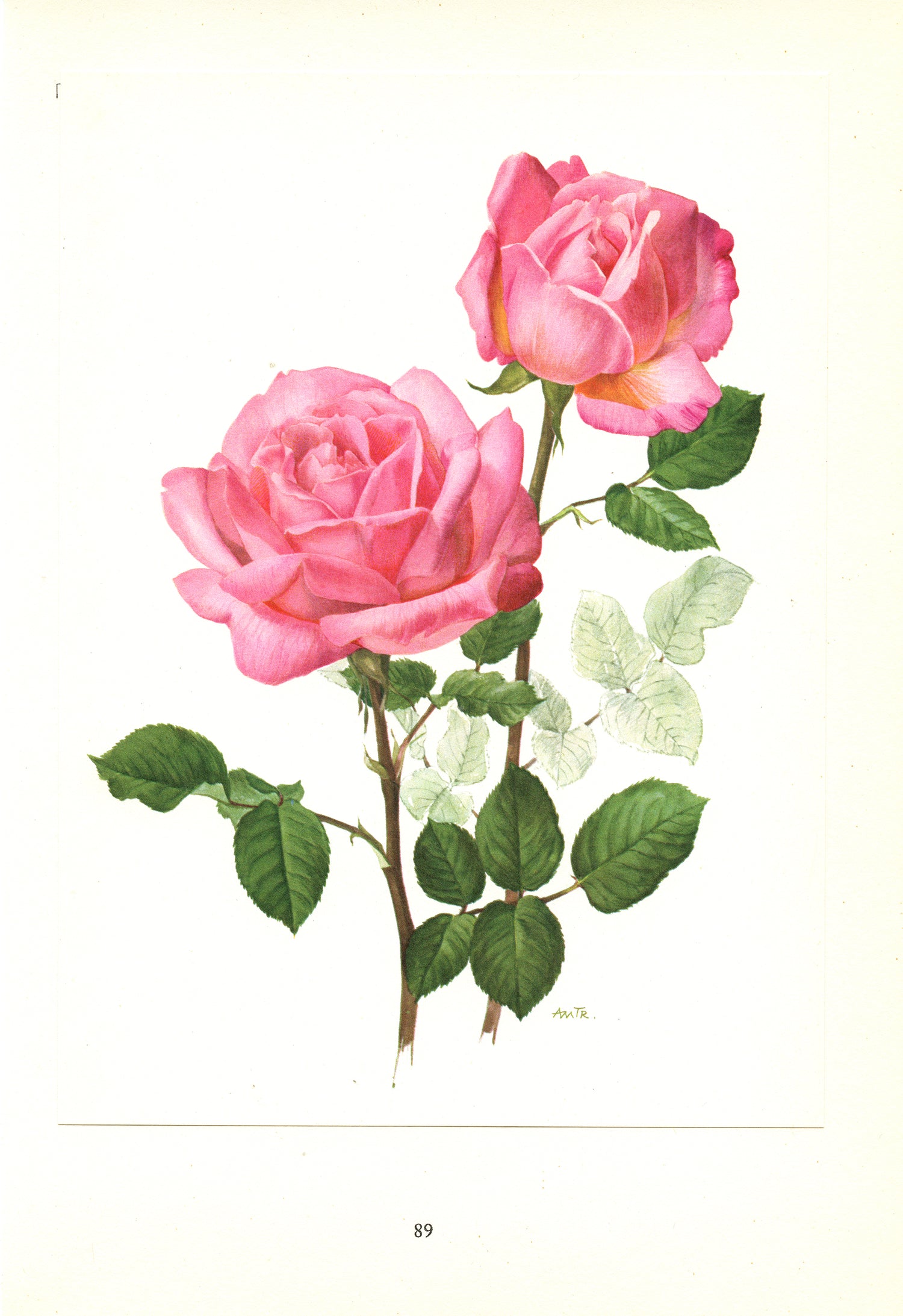 Roses Botanical Prints Vintage