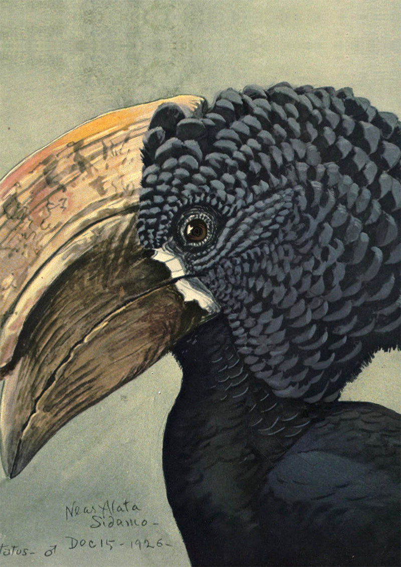 Illustrations d'Oiseaux Vintage