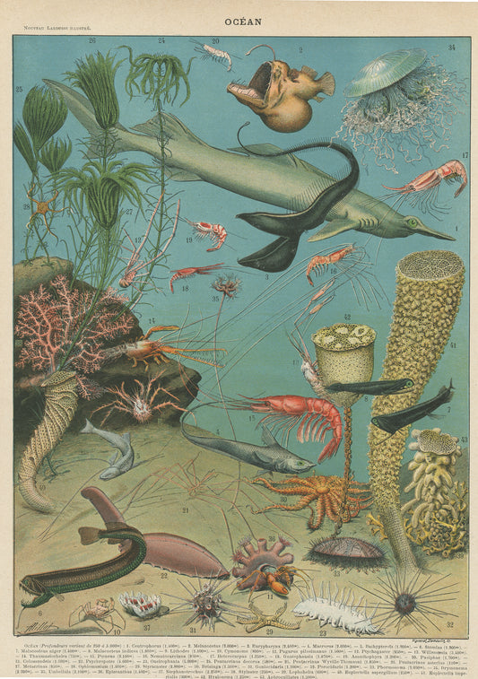 1897 Vintage Deep Sea Oceanography print