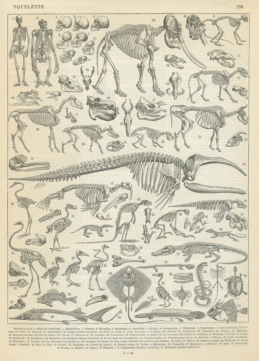 1897 Vintage skeleton anatomy print