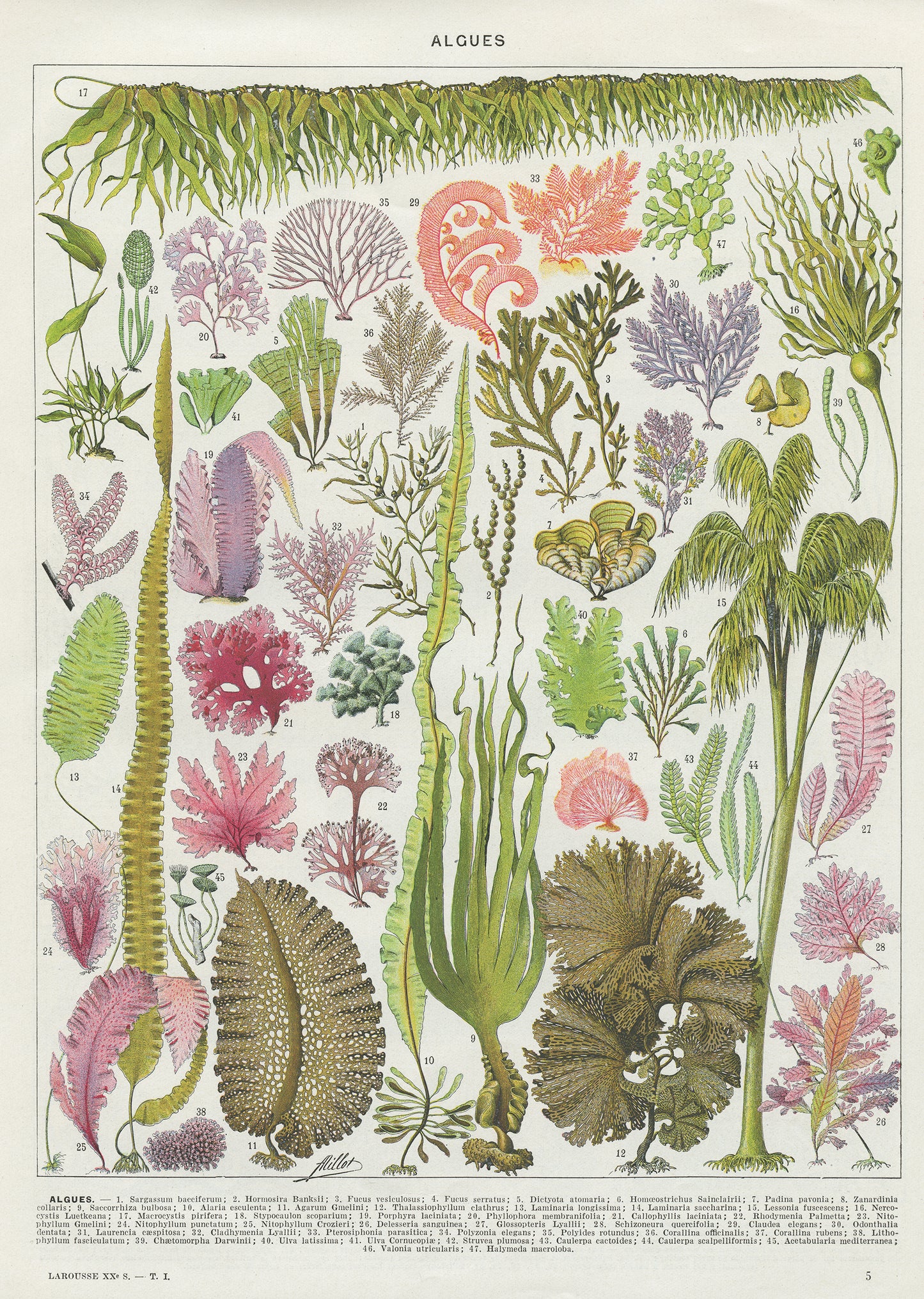 1936 Algae botanical print