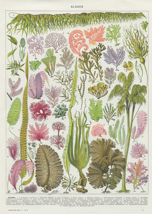 1936 Algae botanical print
