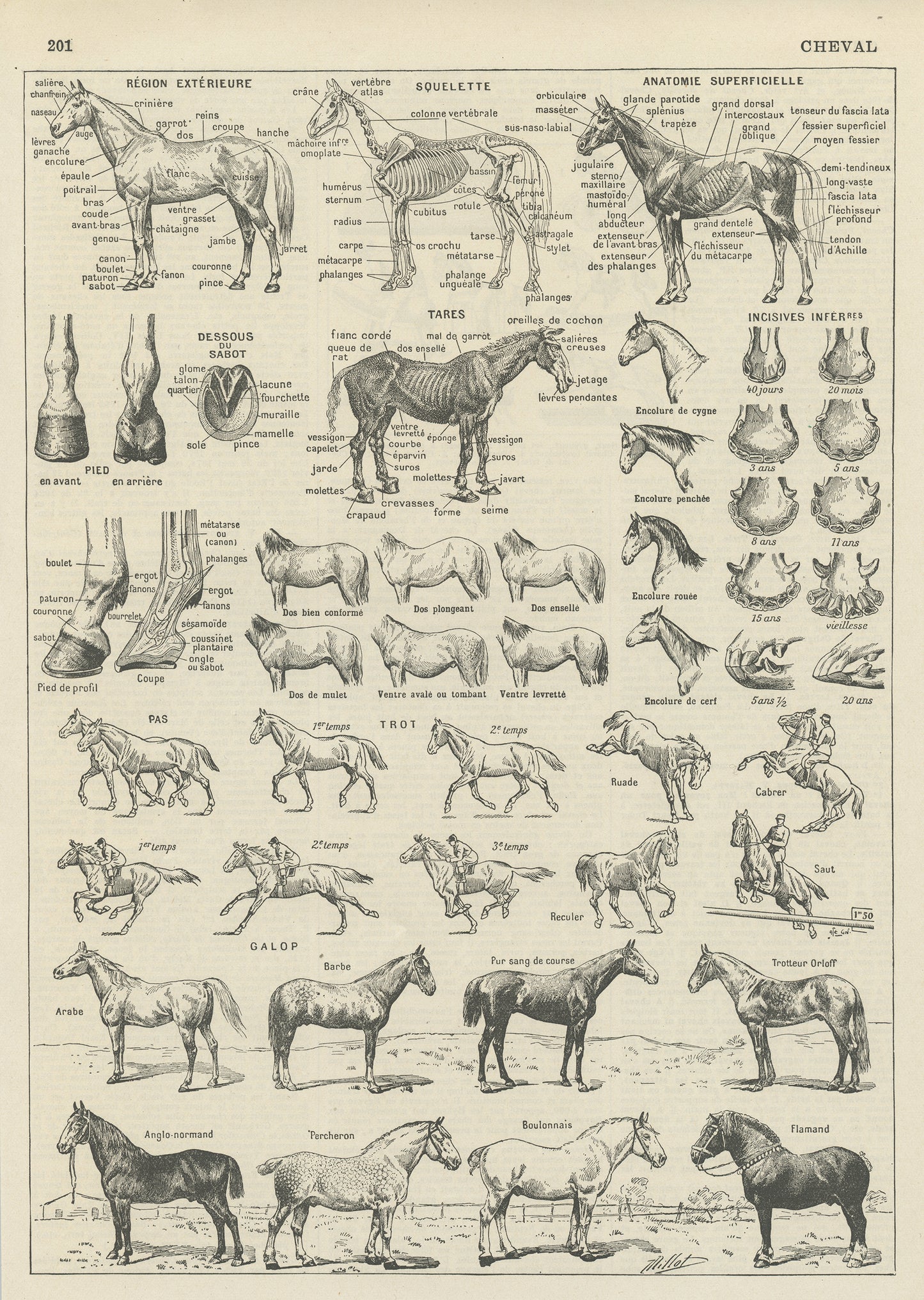 1936 Horse Anatomy Print