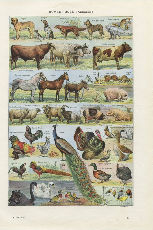 1948 Illustration d'animaux domestiques