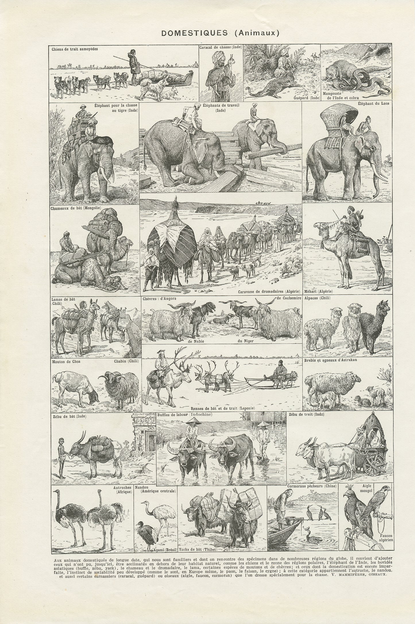 1948 Domesticated animals print