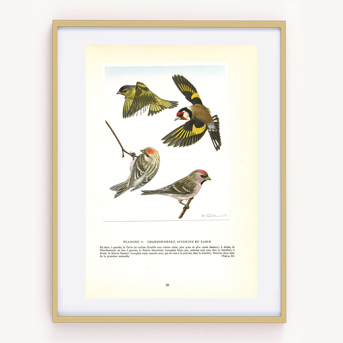 1961 Goldfinch, siskin & redpoll bird print