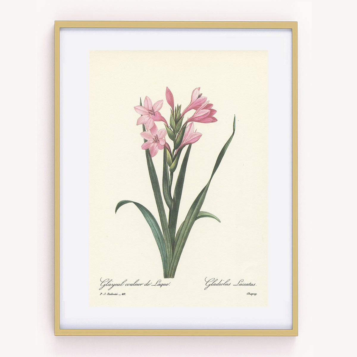1986 Vintage Redouté Pink Gladiolus Botanical Print