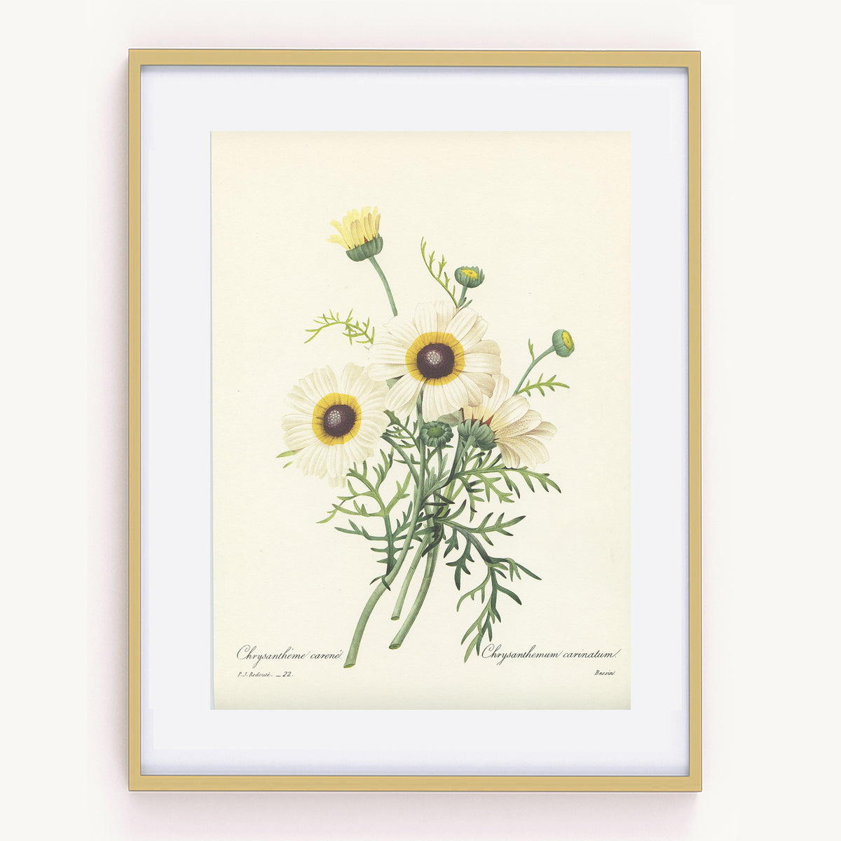 1986 Illustration botanique de Chrysanthème blanc par Redouté