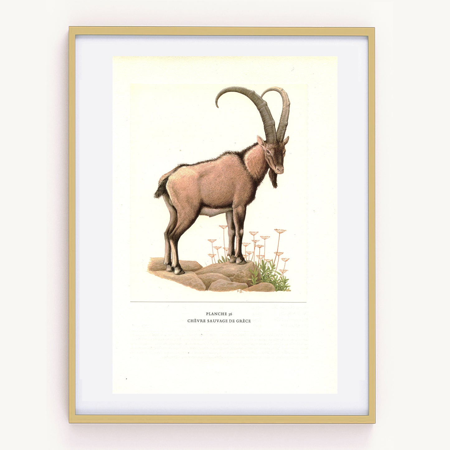 1970 Kri-kri Cretan Goat Print