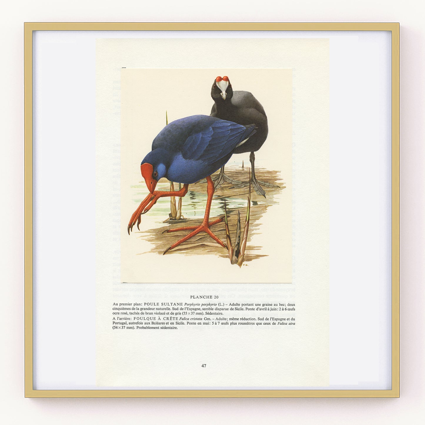 1962 Swamphen and red-knobbed coot bird print