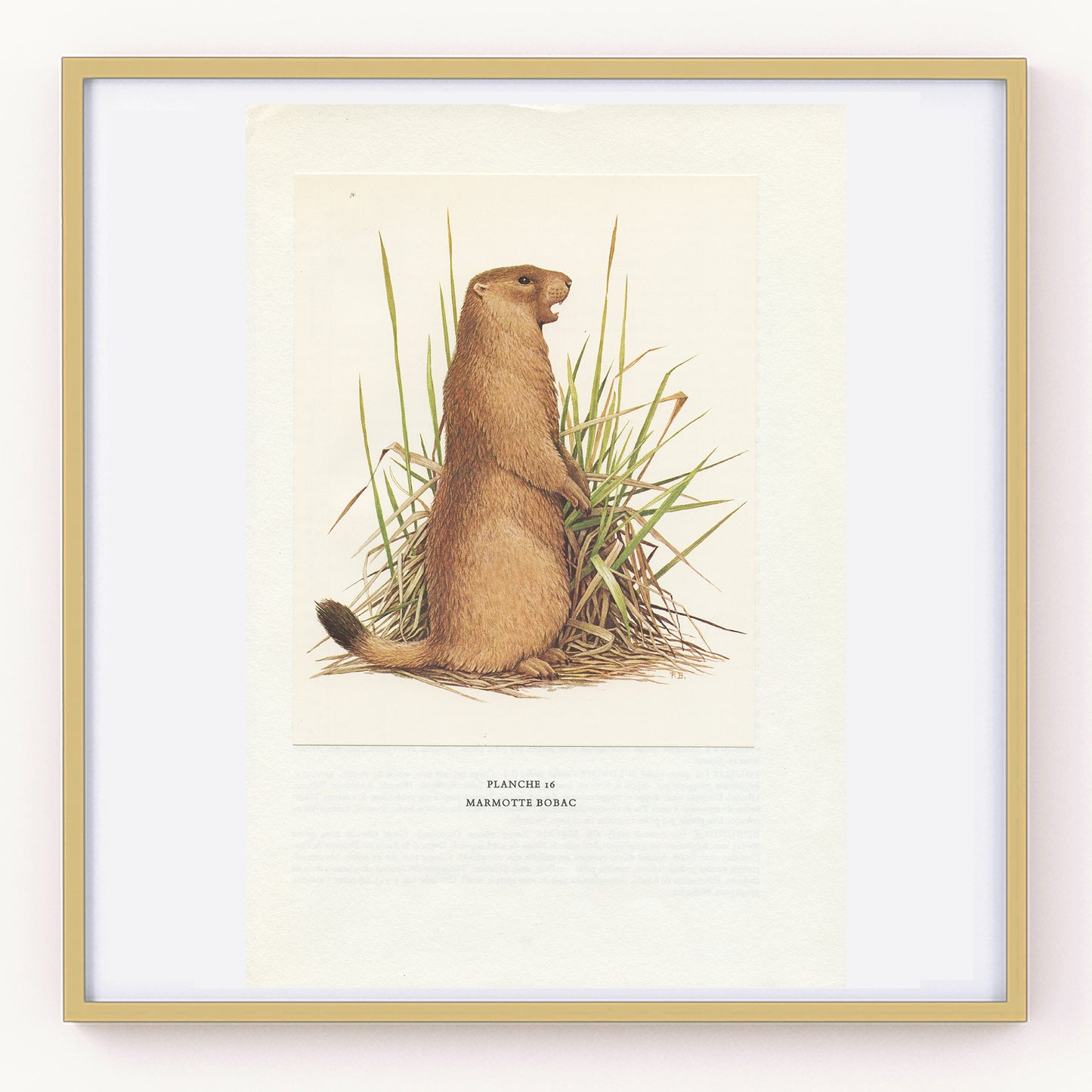 1970 Illustration de marmotte Bobac