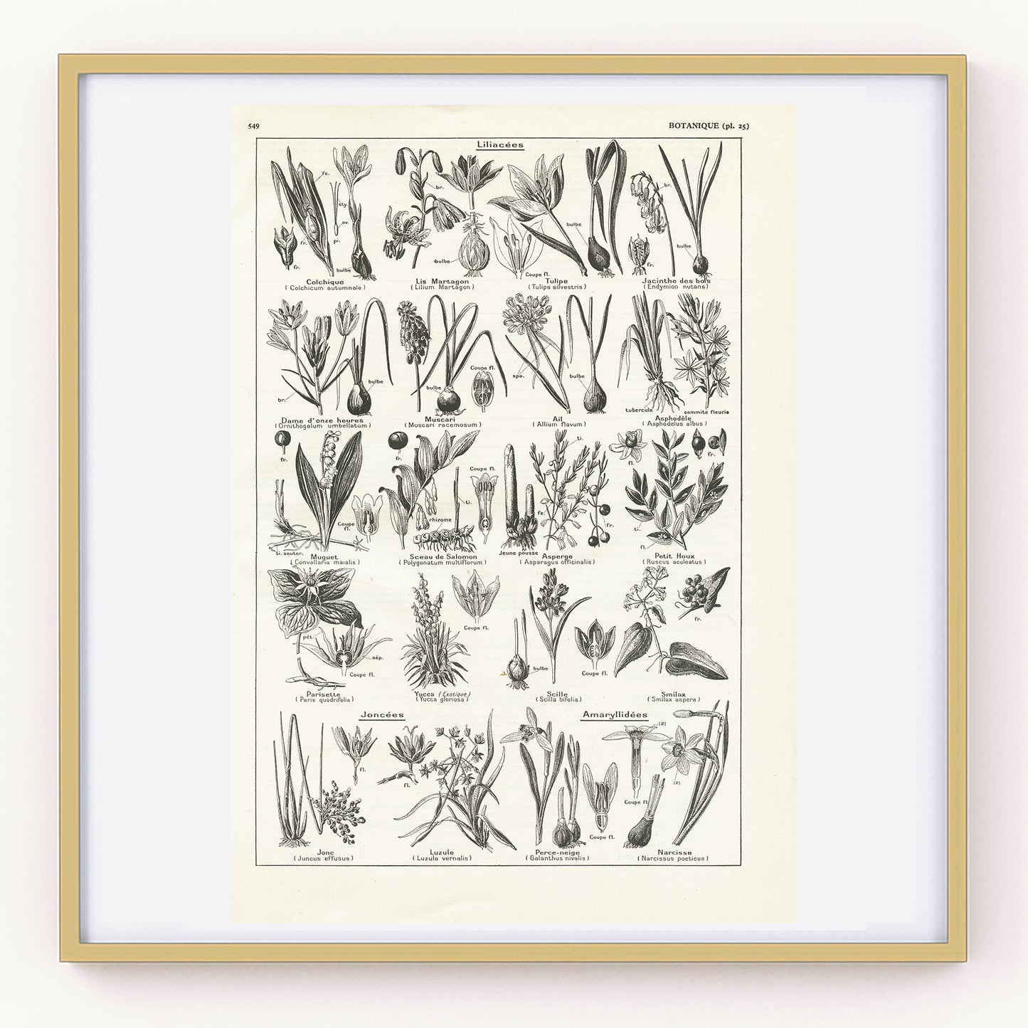 1938 Illustration botanique vintage de Liliacées & Joncées