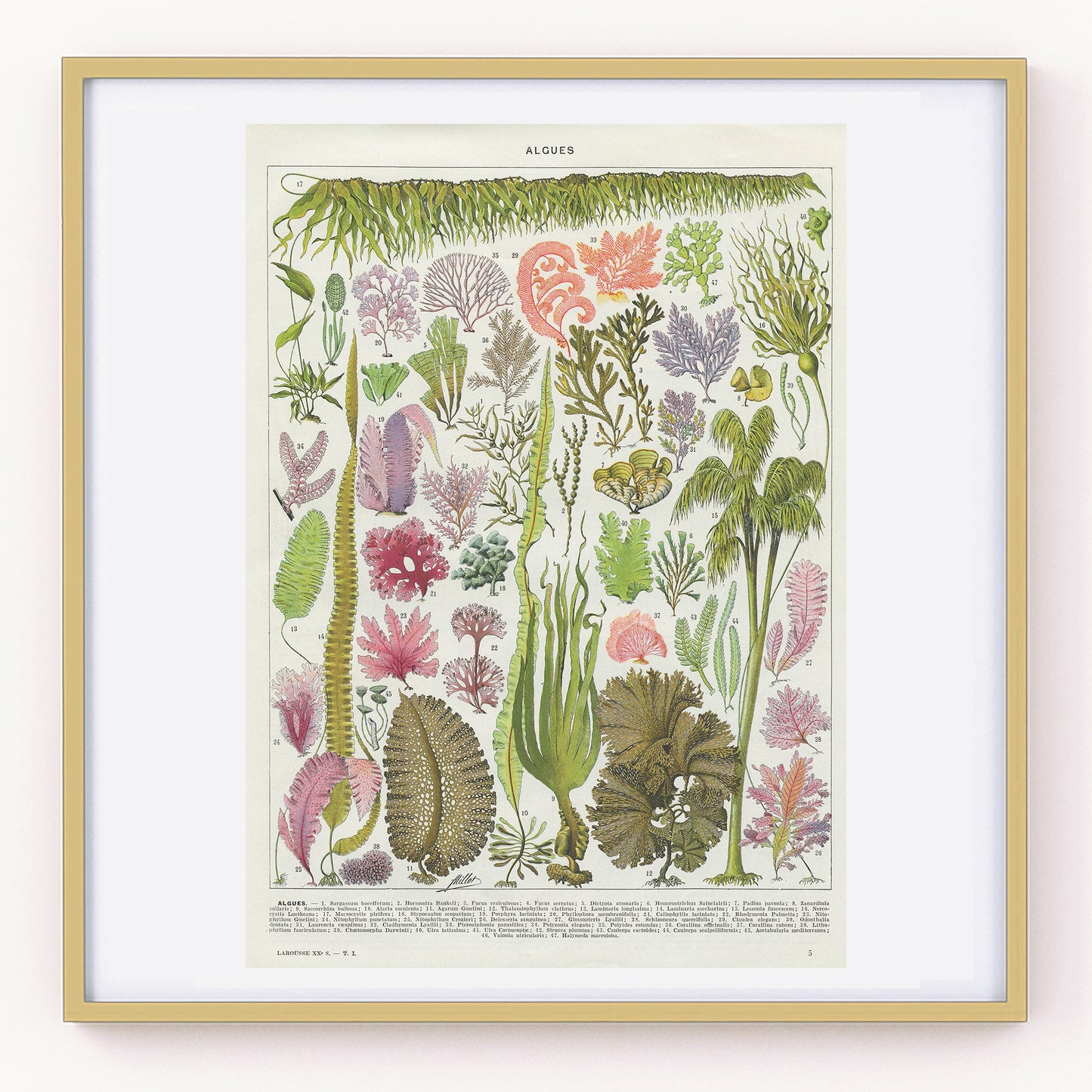 1936 Algae botanical print