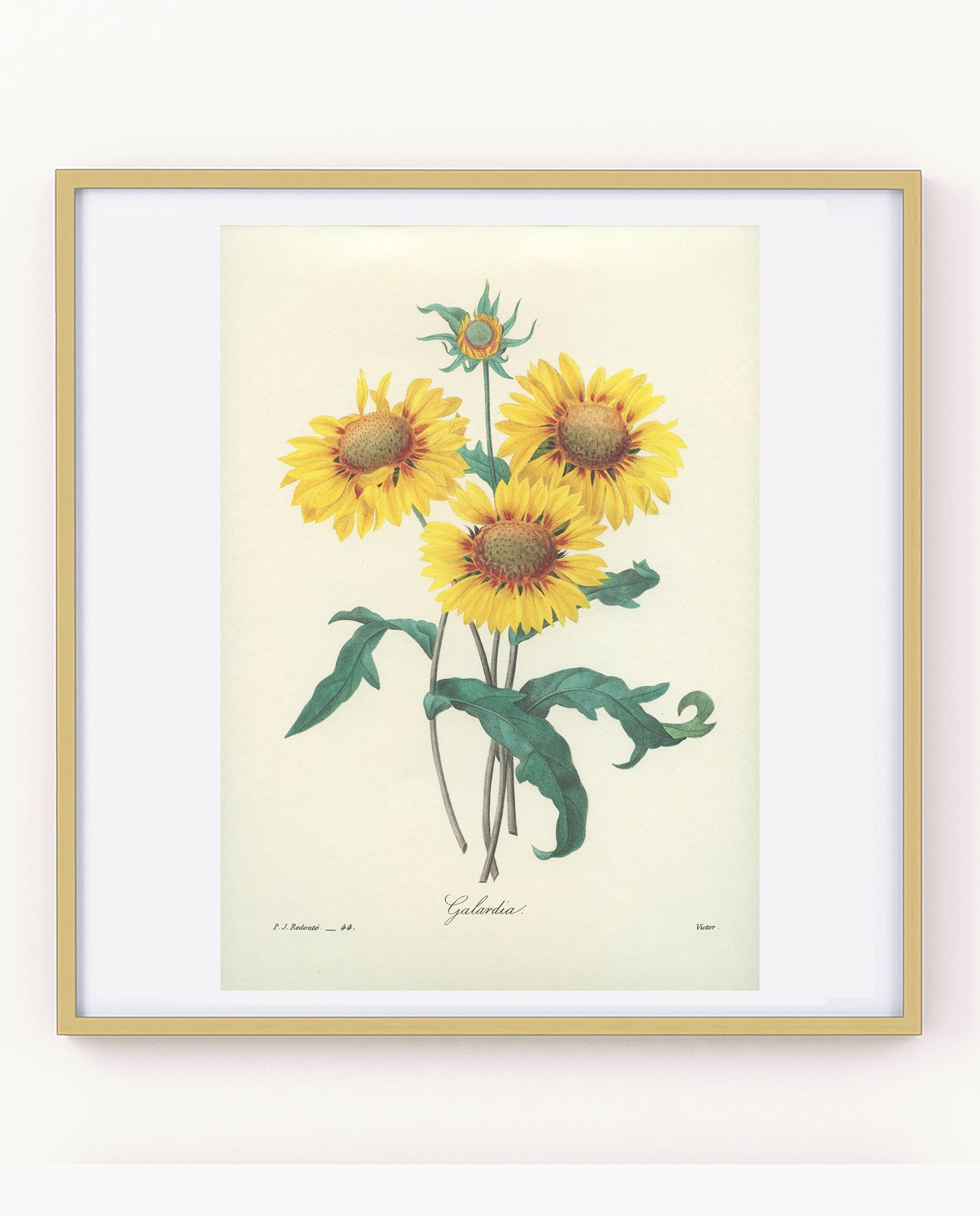 1986 Redouté Yellow Blanket Flower Gaillardia botanical print