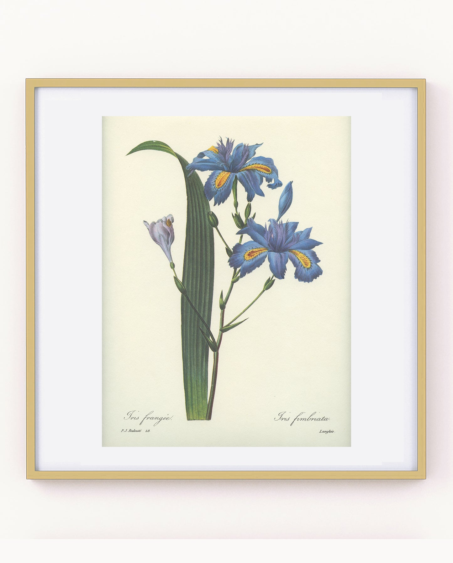 Vintage Redoute Blue Fringed Iris Japonica Botanical Print