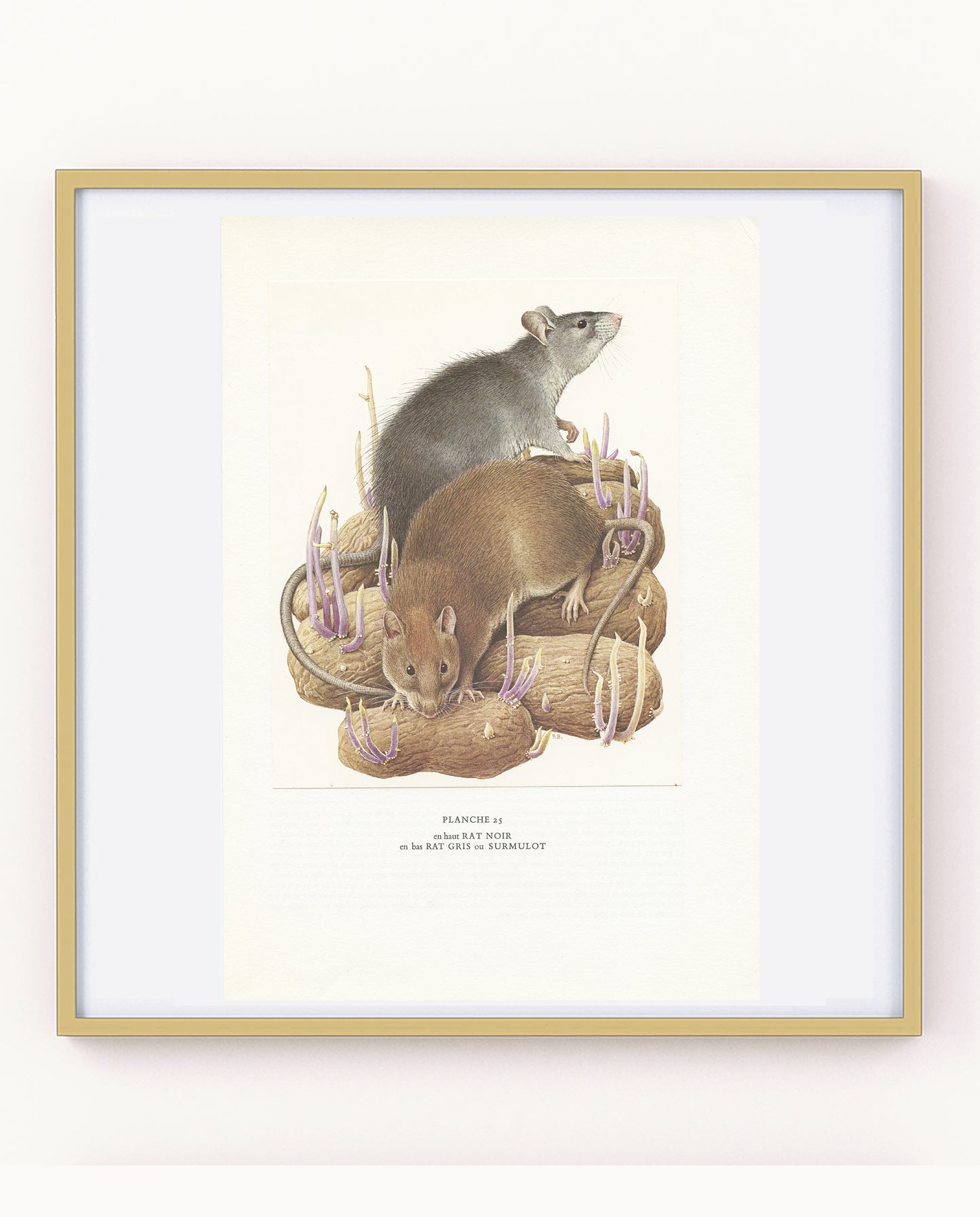 1970 Black & brown  Rat Print by Paul Barruel