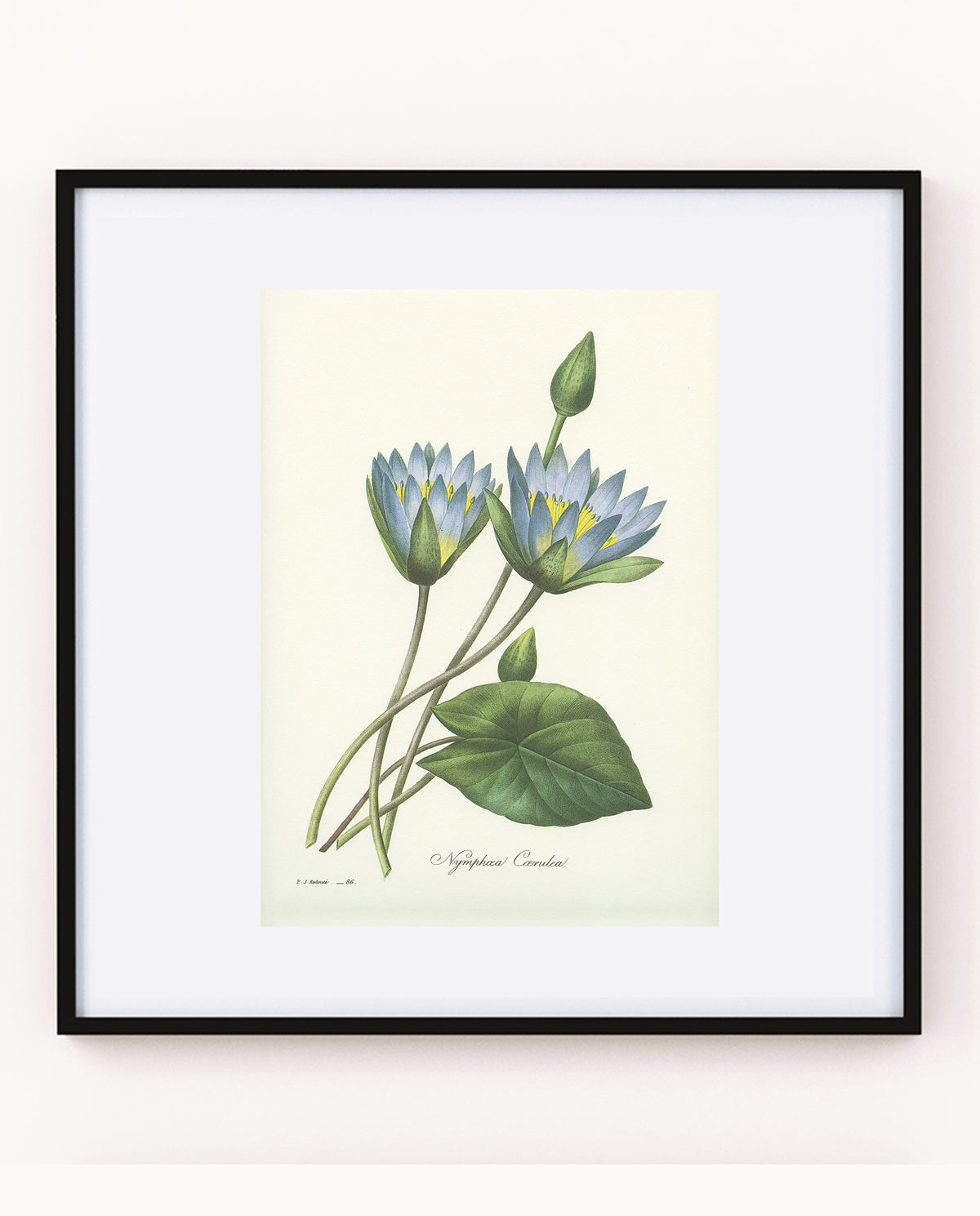 1986 Blue Nymphea Print by Redouté
