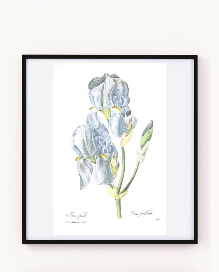 1986 Iris bleu pallida par Pierre-Joseph Redouté