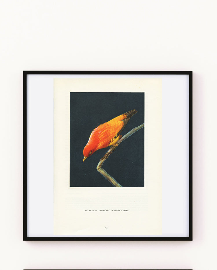1962 Illustration d'oiseau jardinier doré orange