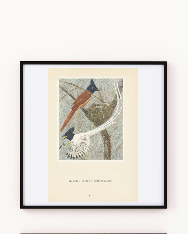 1961 Indian paradise flycatcher bird print