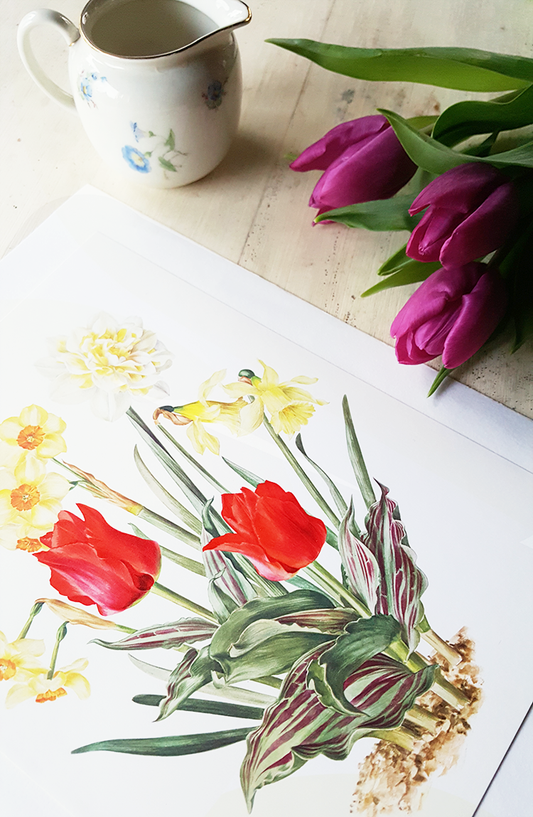 1964 White Daffodil & red tulip botanical