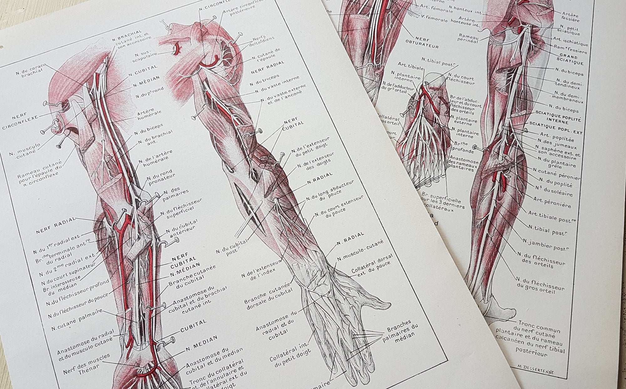 Vintage authentic science Medical dissection templates 1939