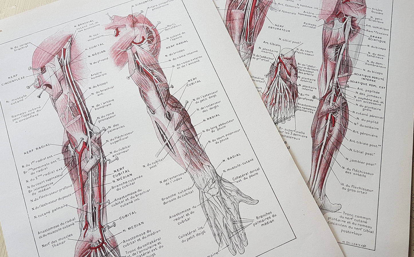 1962 2 illustrations médicales de nerfs