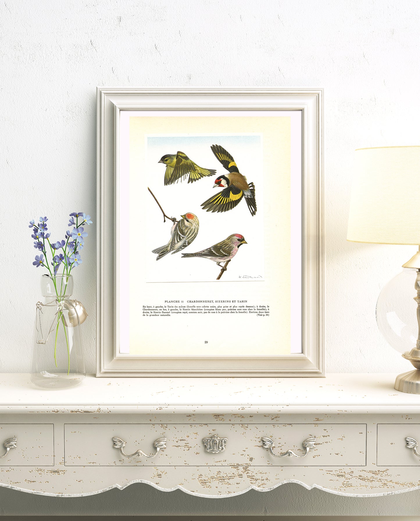 1961 Goldfinch, siskin & redpoll bird print