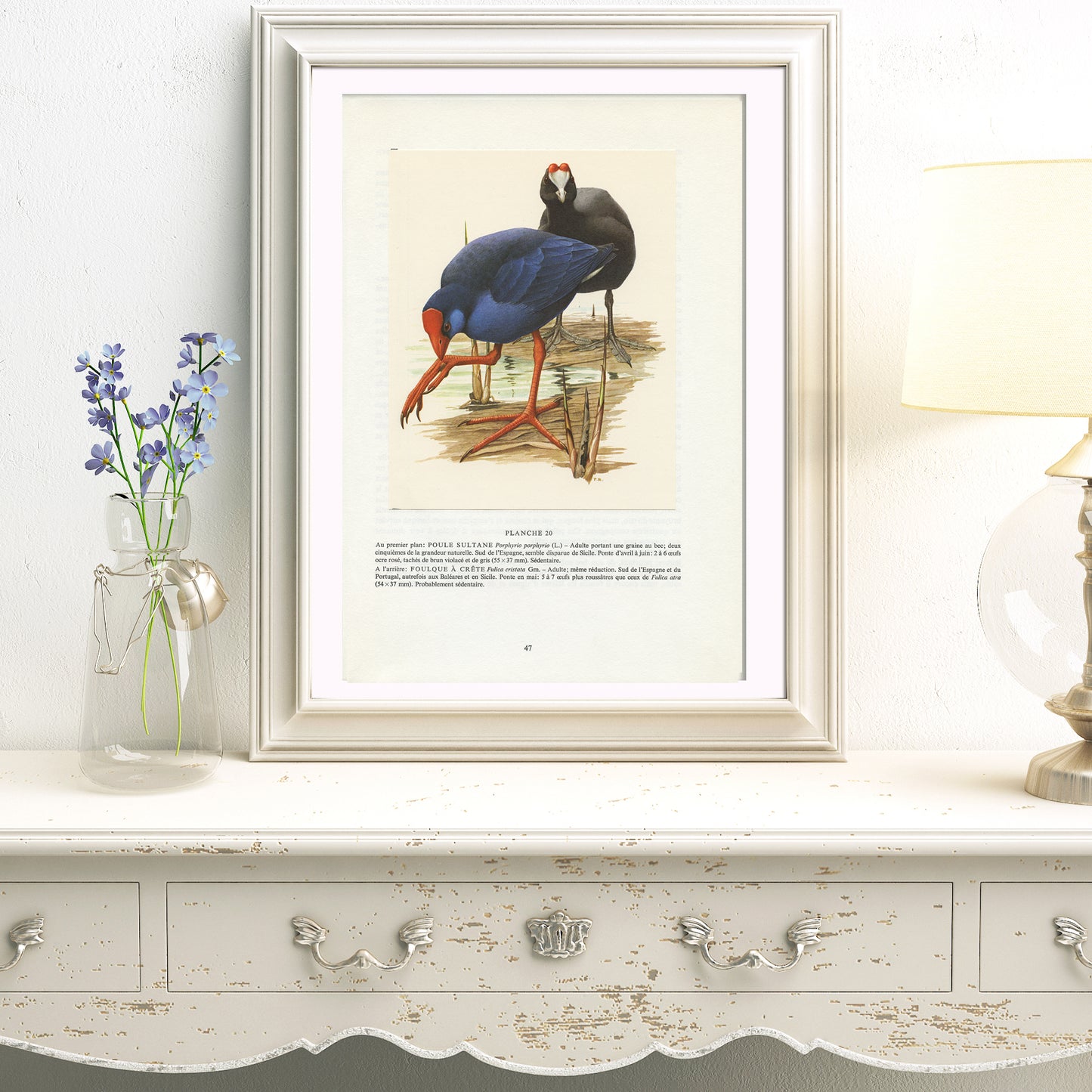 1962 Swamphen and red-knobbed coot bird print