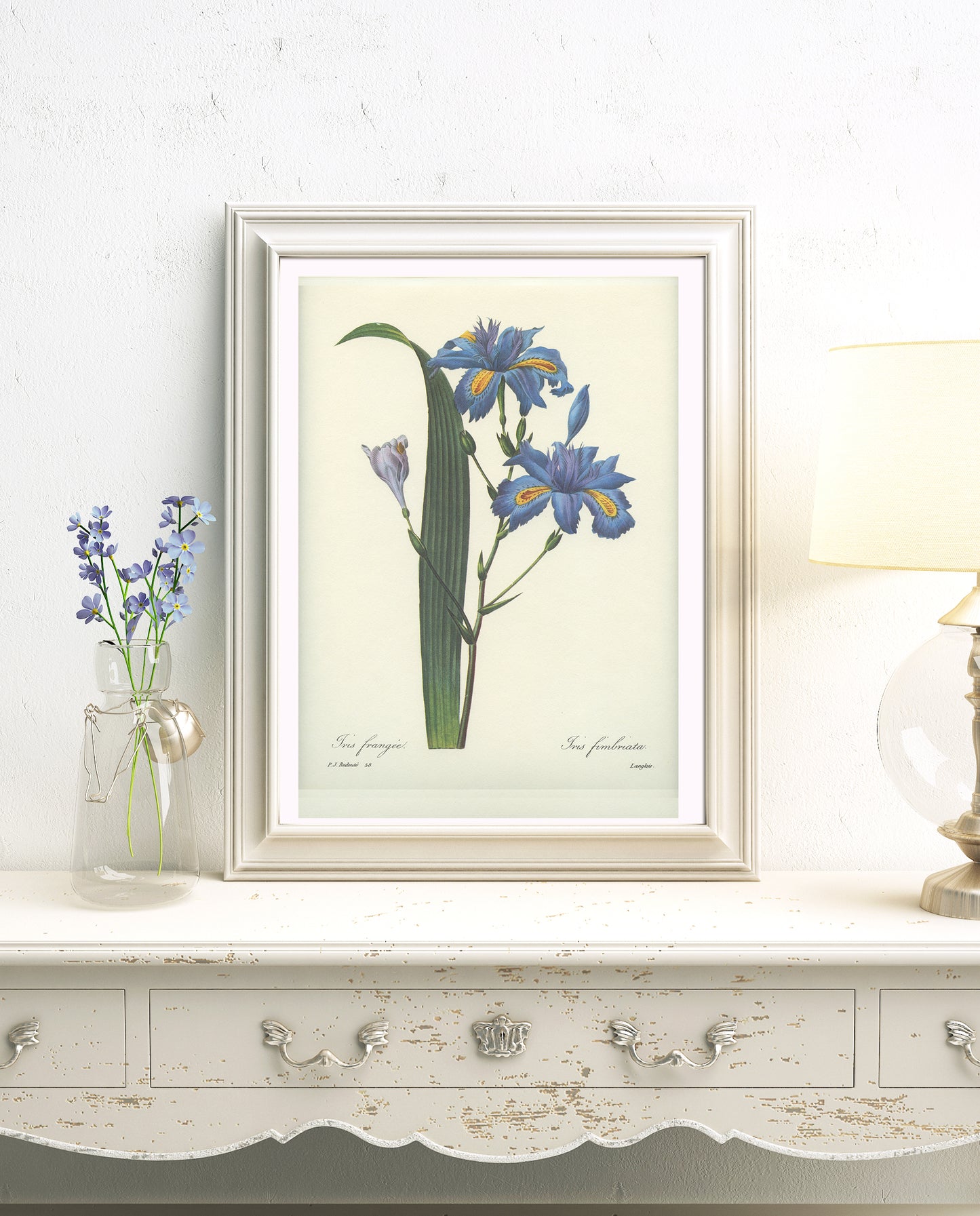 Vintage Redoute Blue Fringed Iris Japonica Botanical Print