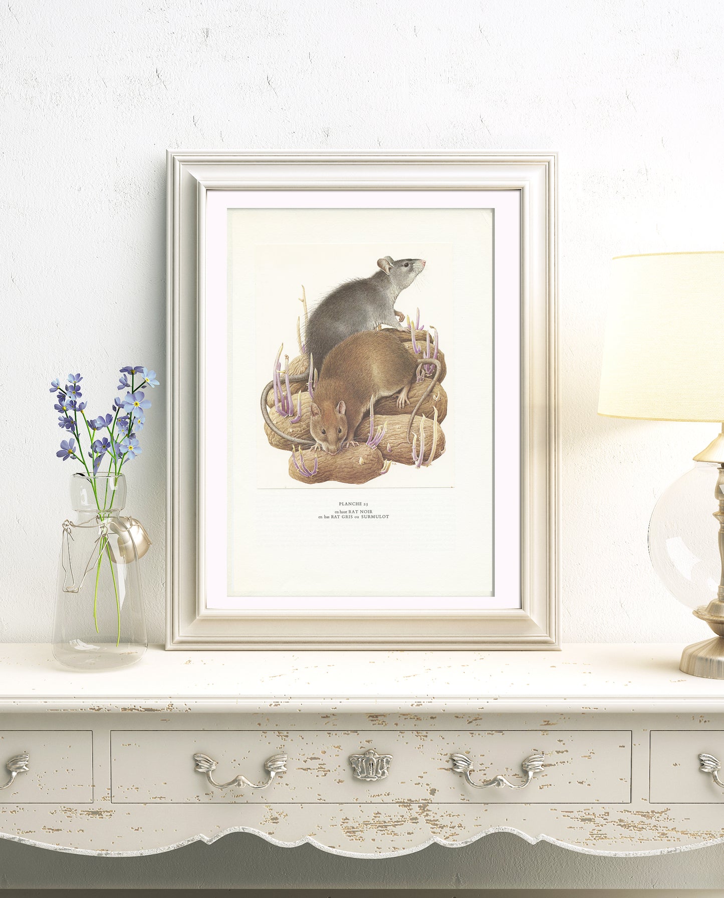 1970 Black & brown  Rat Print by Paul Barruel