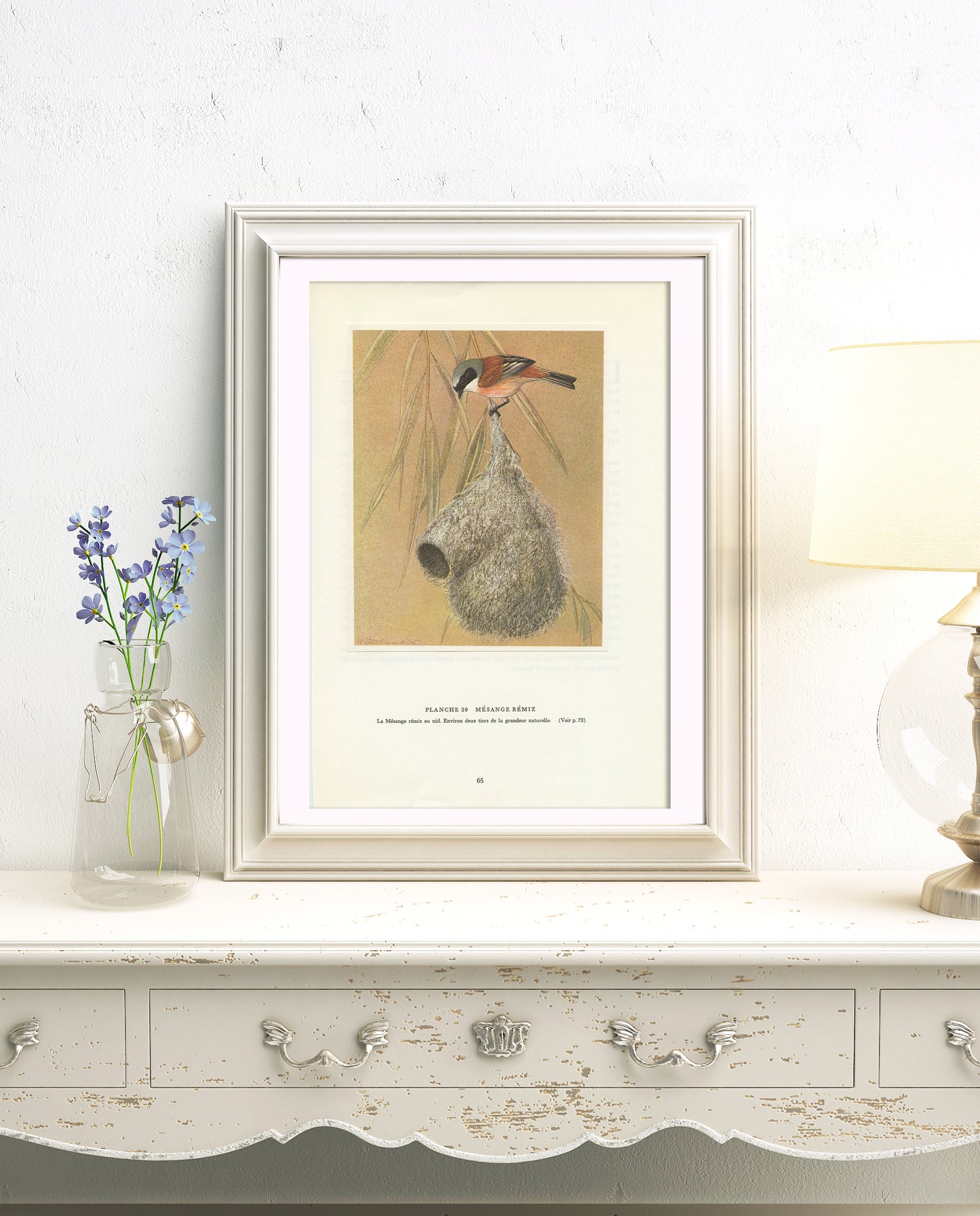 1961 Eurasian penduline tit bird print