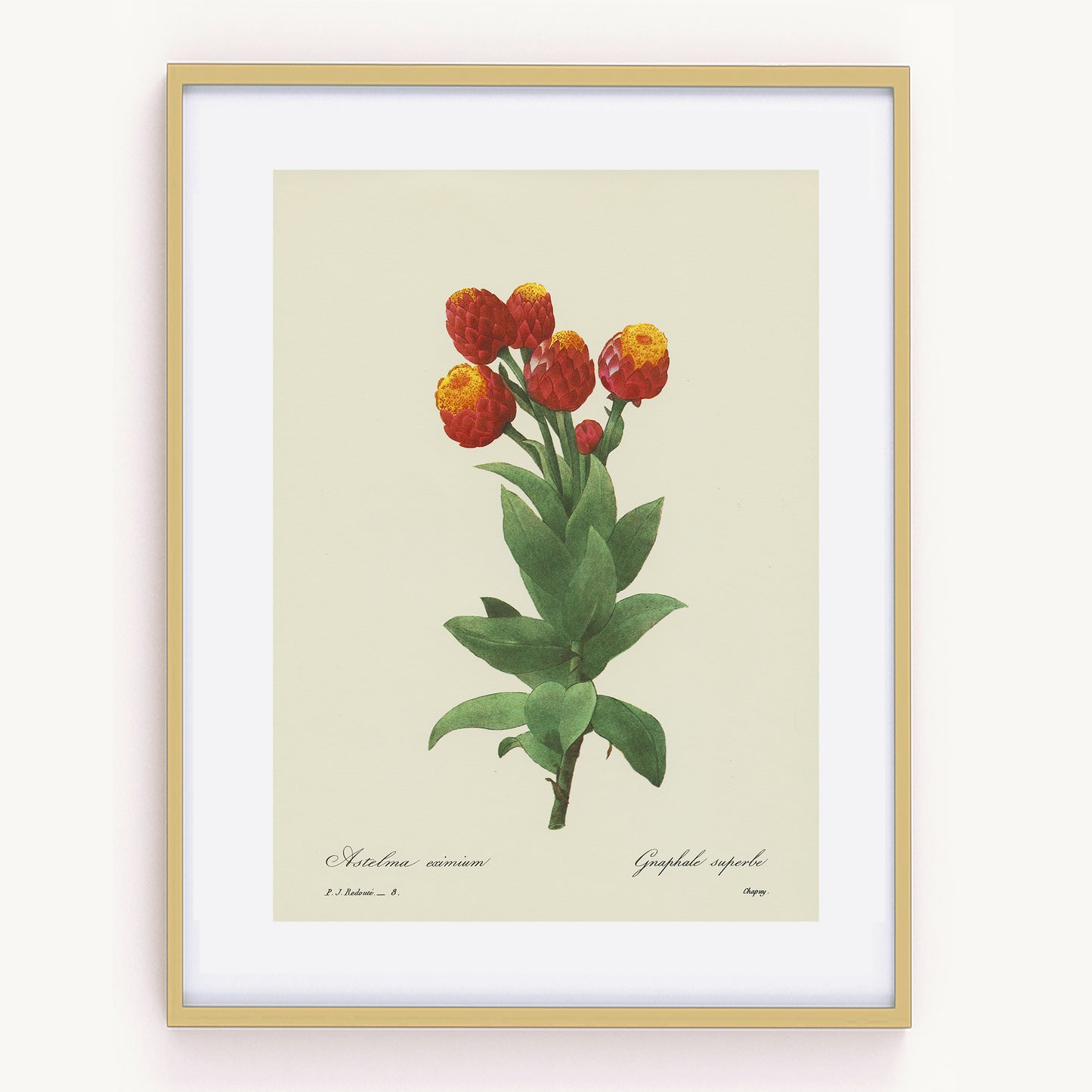 1986 Redouté cudweeds botanical print