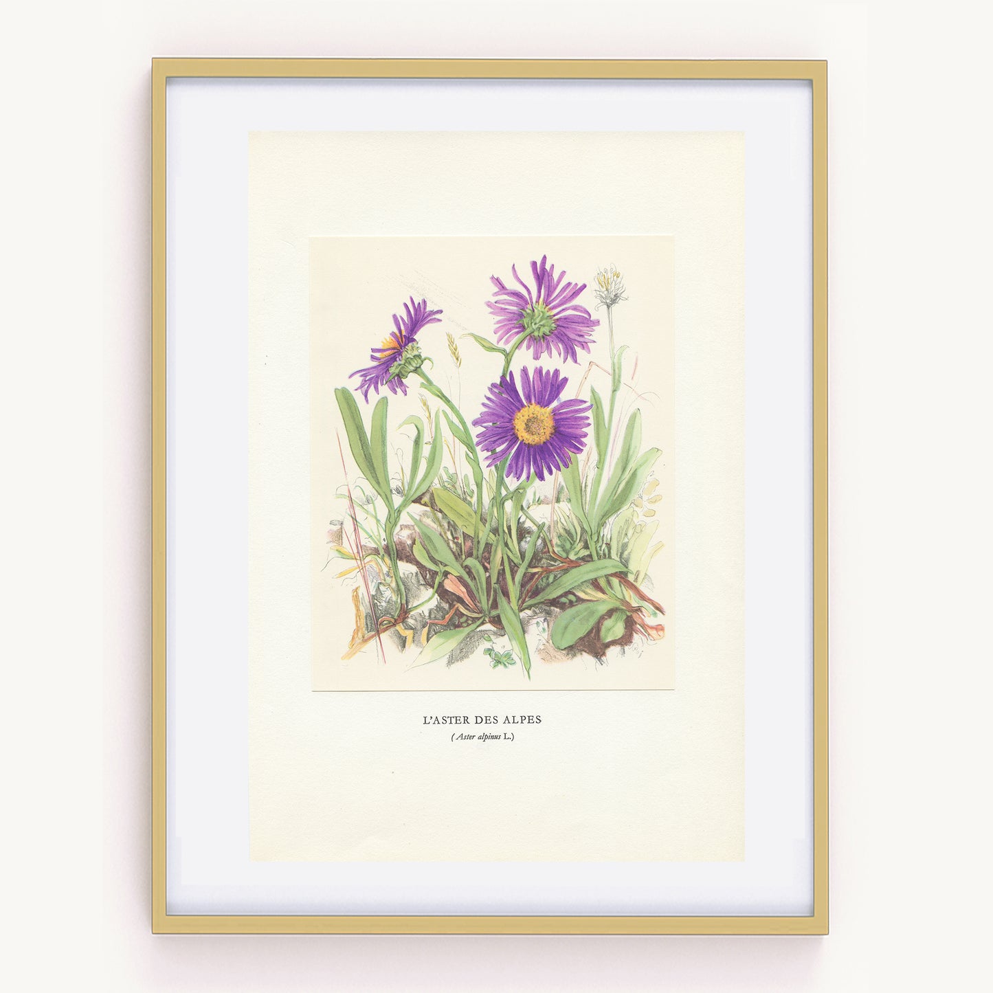 1959 Blue Alpine Daisy botanical print