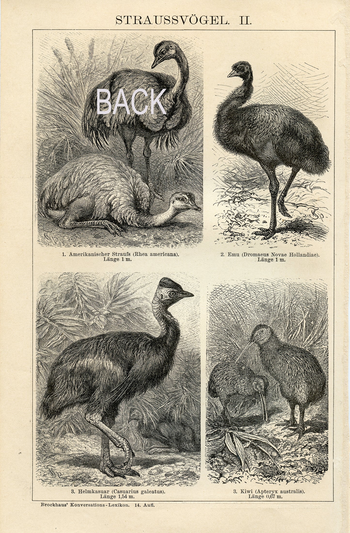 1894 Gravure d'autruches, kiwi, emu, casoar en allemand