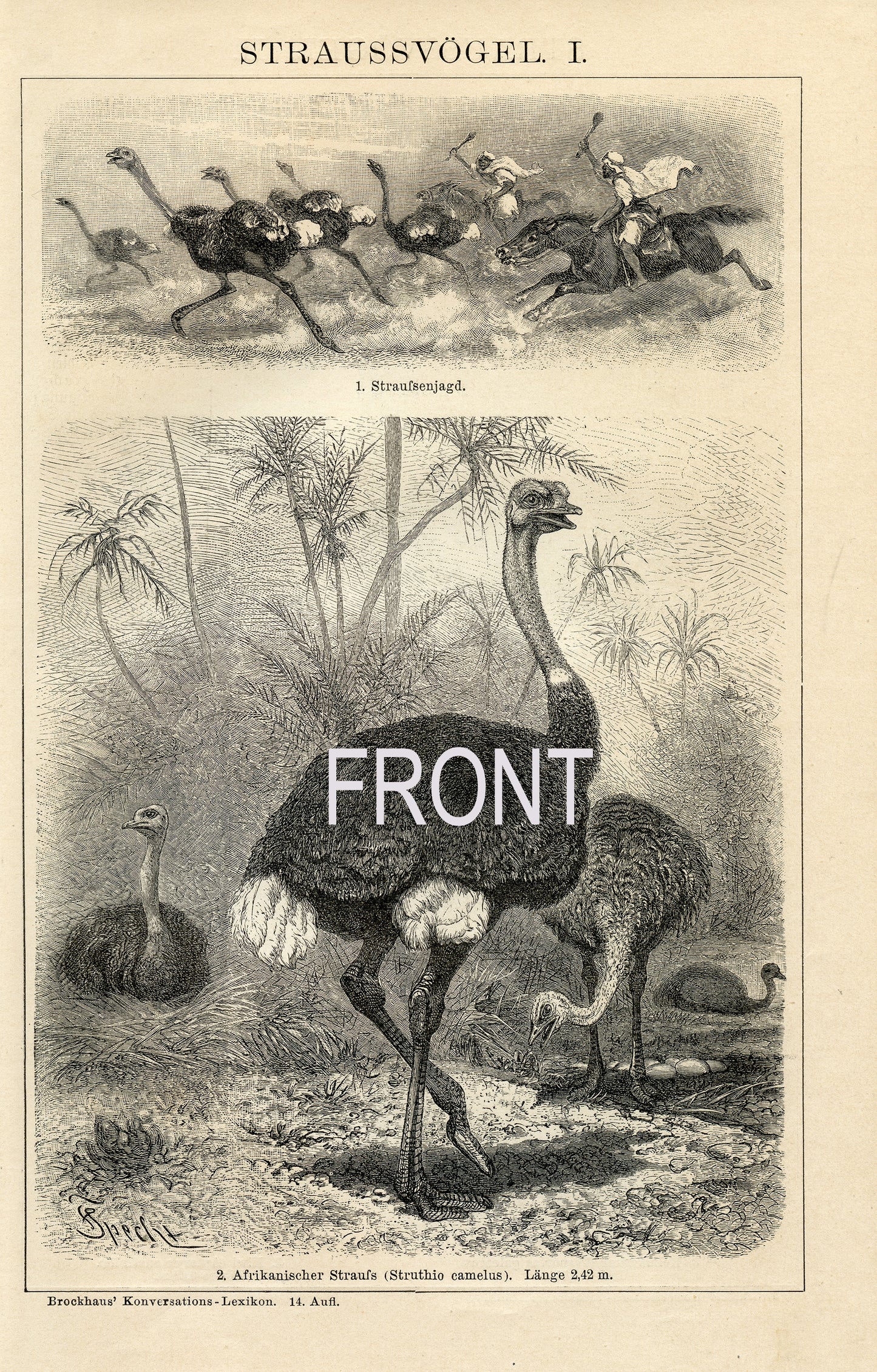 1894 Gravure d'autruches, kiwi, emu, casoar en allemand