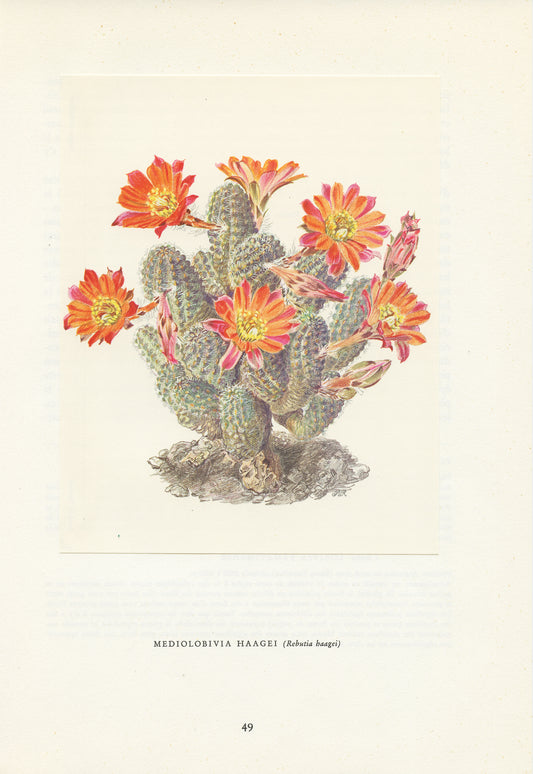 1954 Illustration de cactus vintage Mediolobivia Haagei