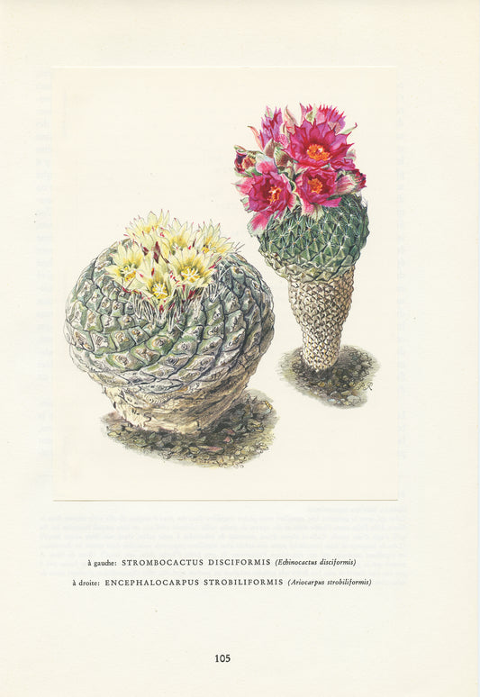 1954 Strombocactus Disciformis Print