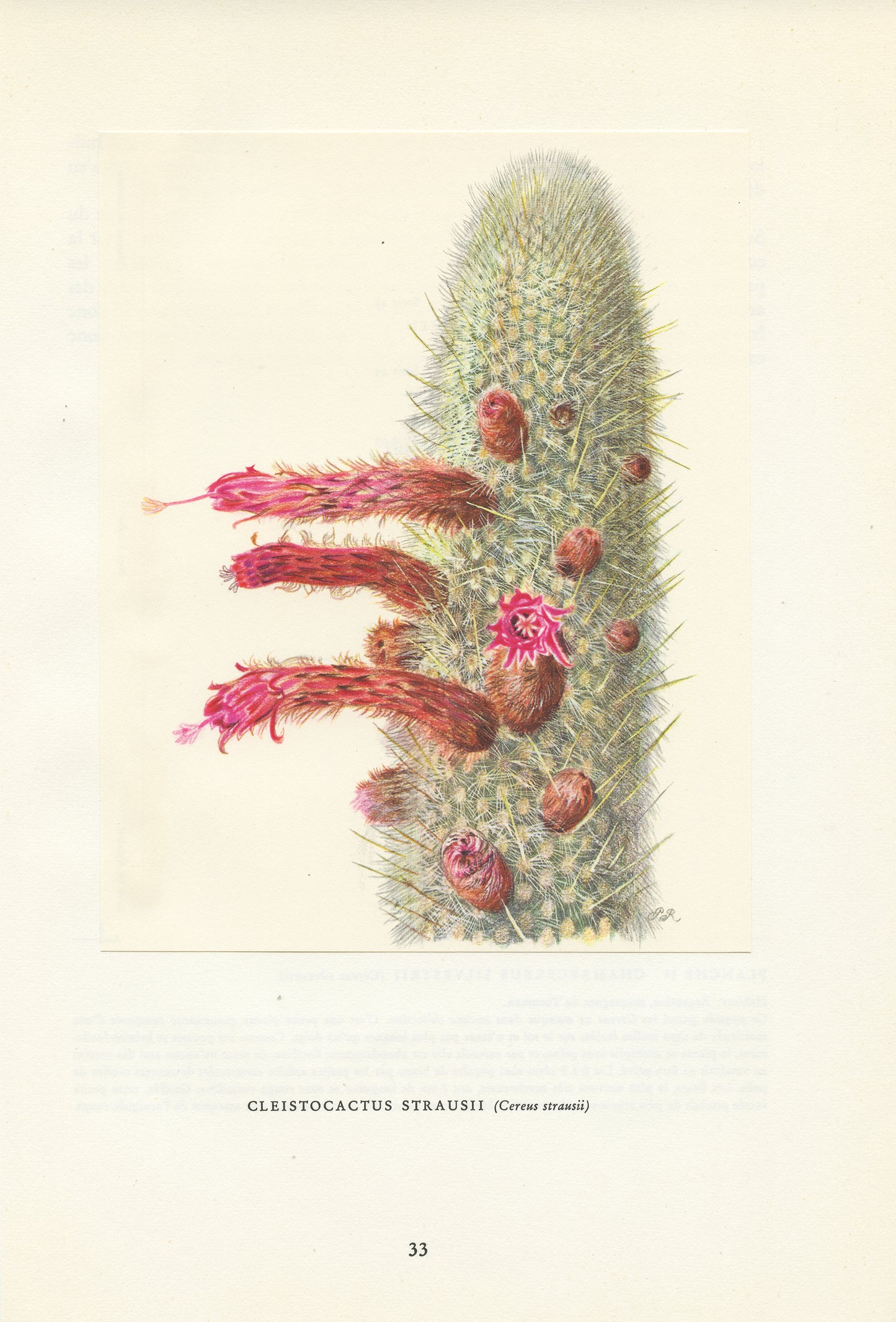 1954 Illustration de Cactus Cierge Cleistocactus strausii