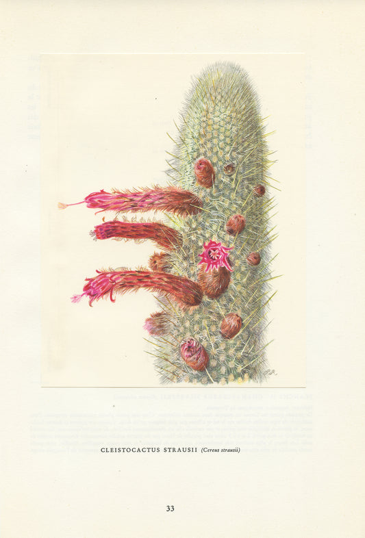 1954 Silver Torch Cactus Print Cleistocactus Strausii
