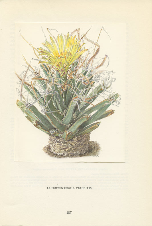 1954 Illustration de Cactus Agave Leuchtenbergia Principis