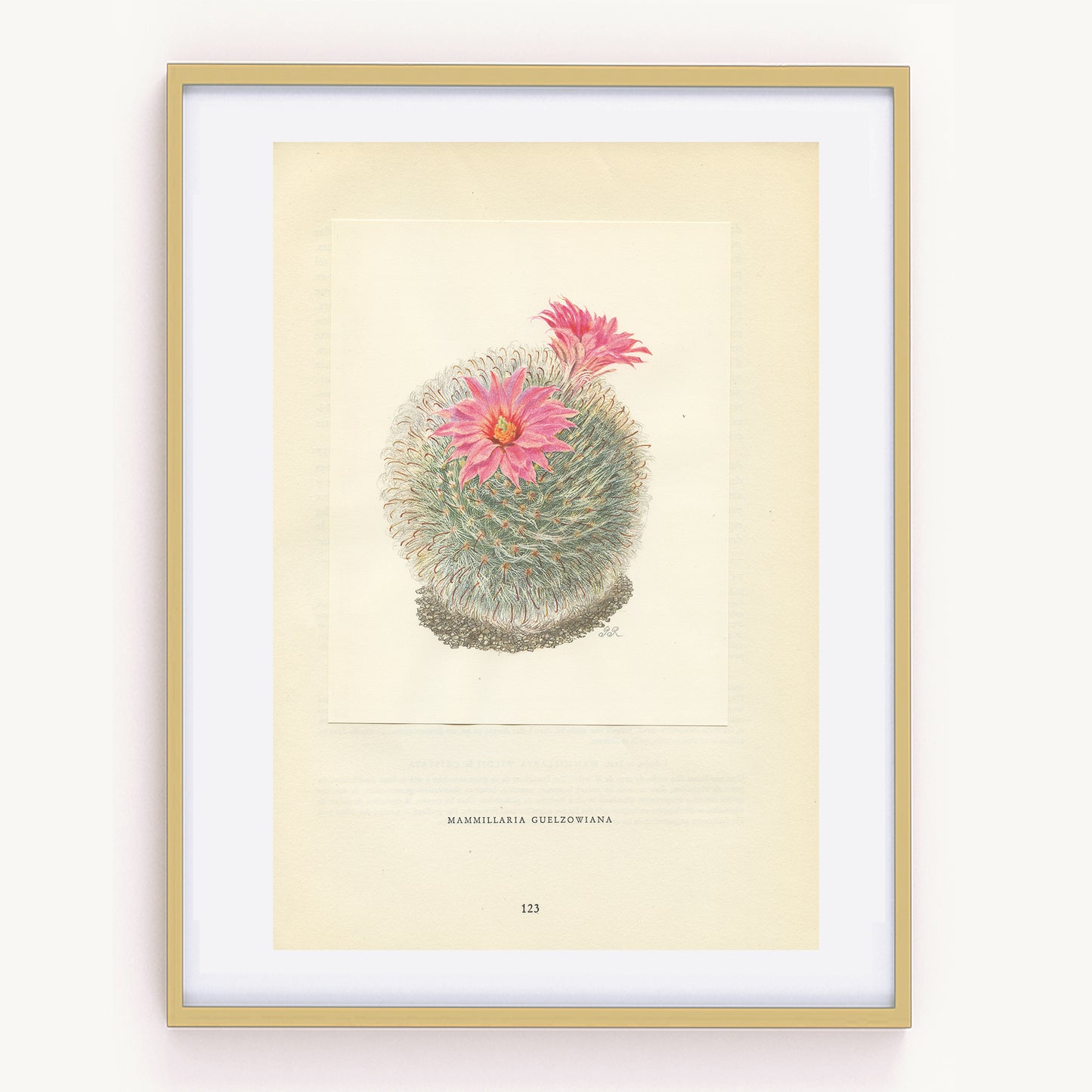 1954 Mammillaria Guelzowiana Cactus Print