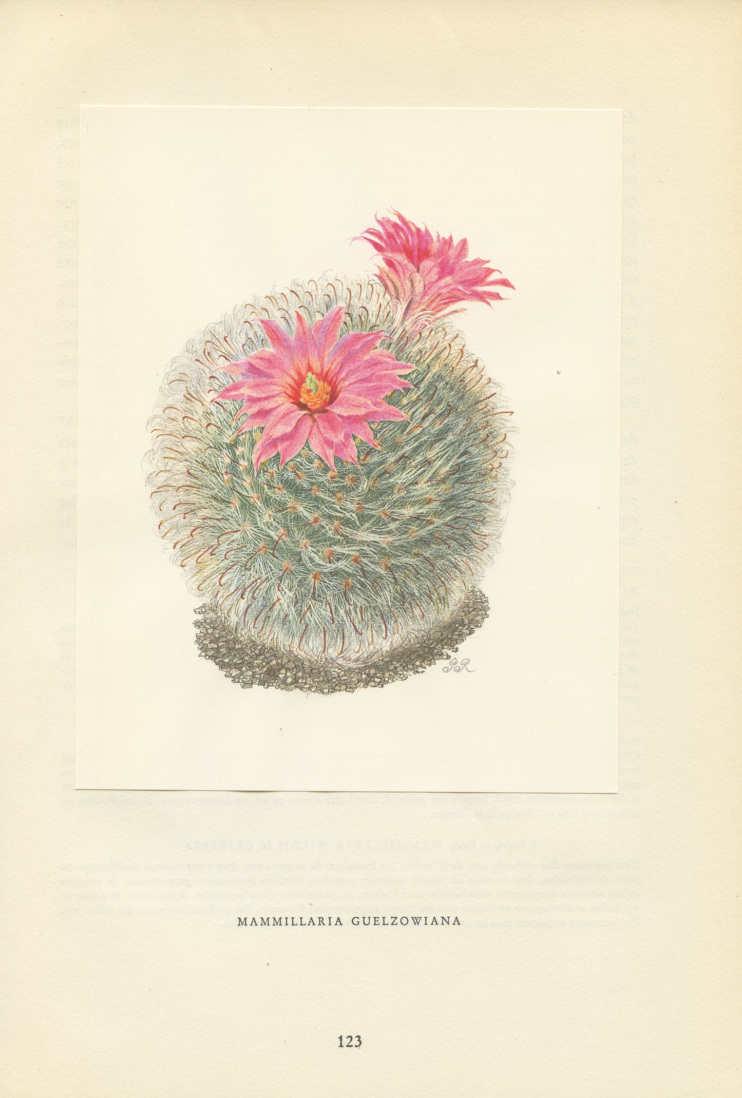 1954 Mammillaria Guelzowiana Cactus Print