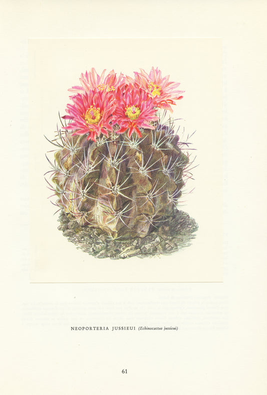 1954 Neoporteria Jussieui  cactus print