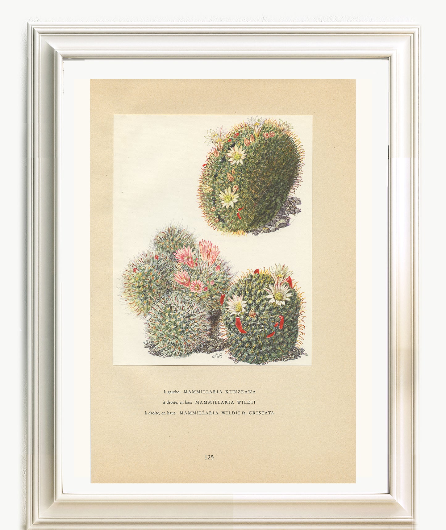 1954 Mammilaria cactus print - Kunzeana & wildii