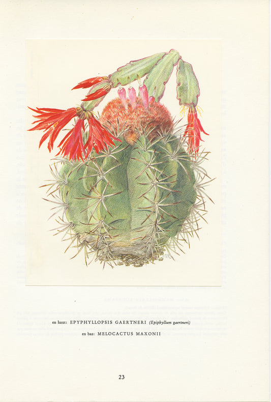 1954 Illustration de cactus de Pâques + melocactus