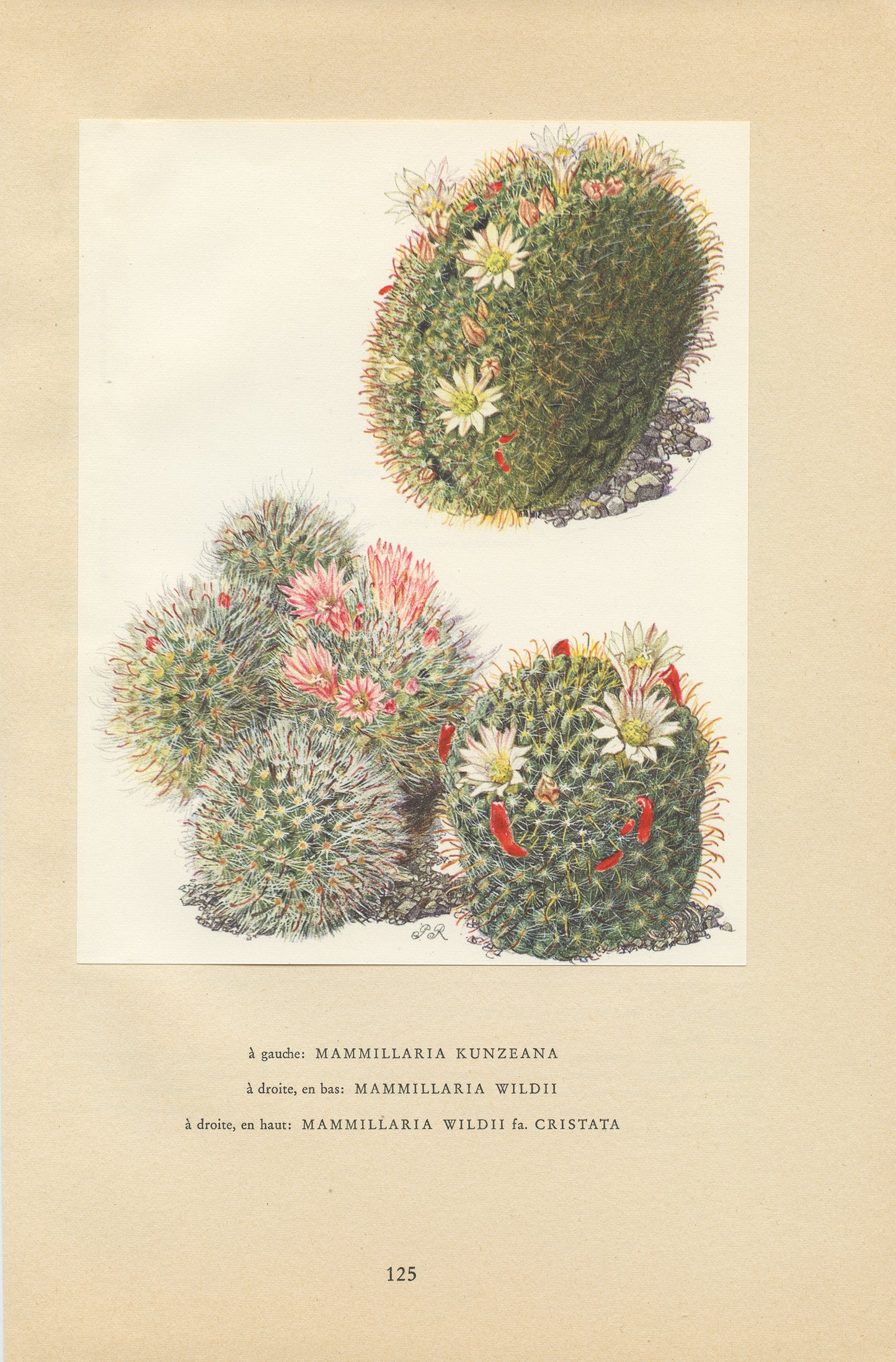 1954 Illustration de cactus Mammilaria Kunzeana & Wildii