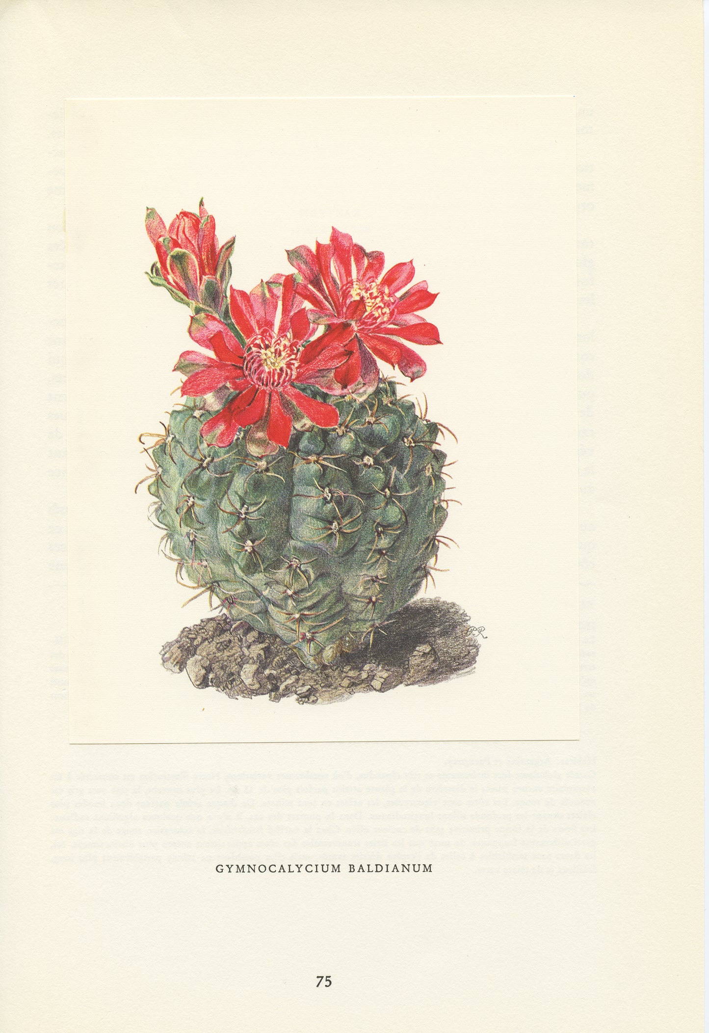 1954 Illustration de  Cactus Gymnocalycium baldianum