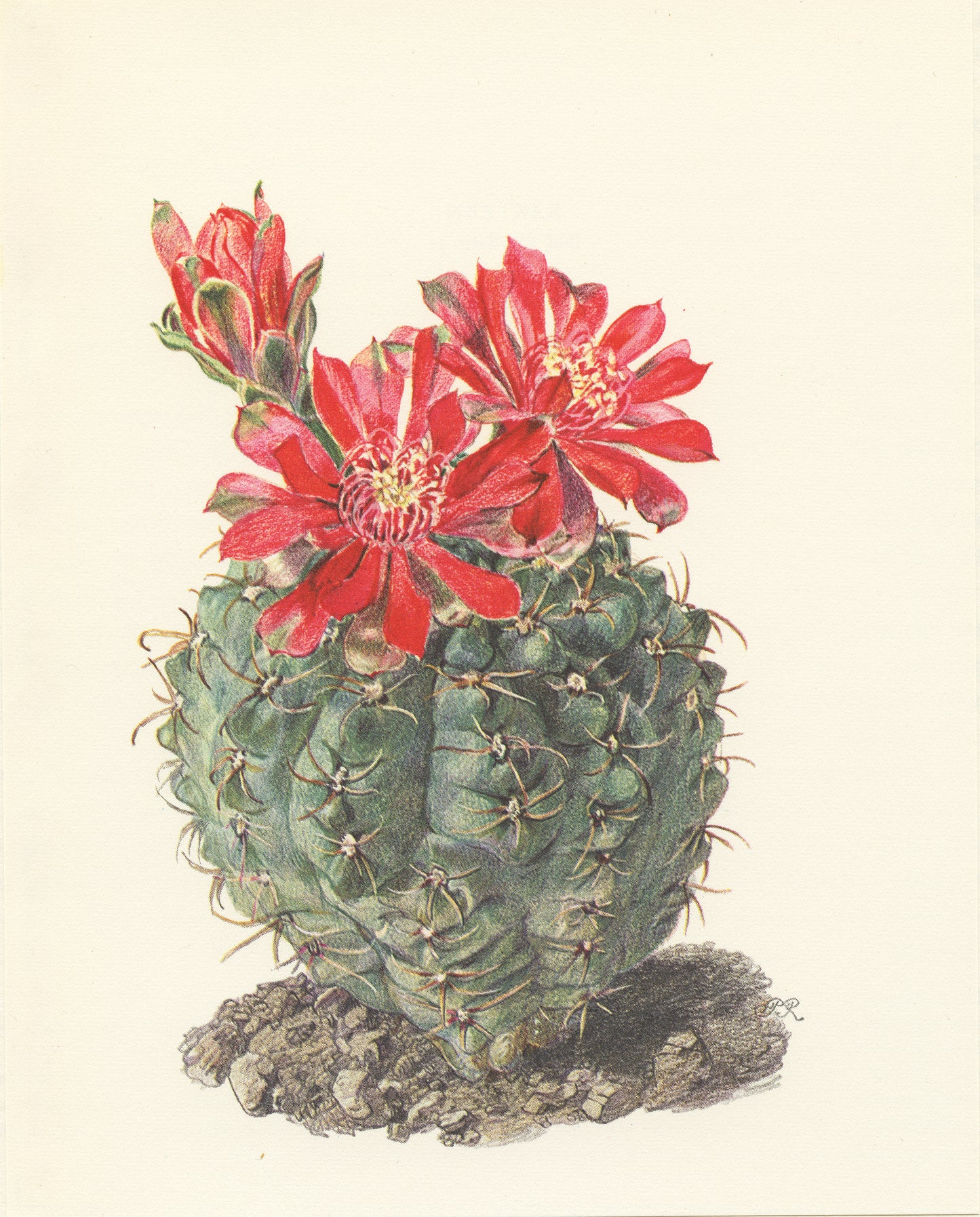 1954 Spider Cactus print Gymnocalycium baldianum