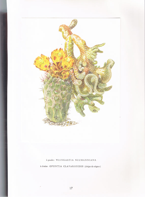 1954 Illustration de cactus vintage Weingartia Neumanniana